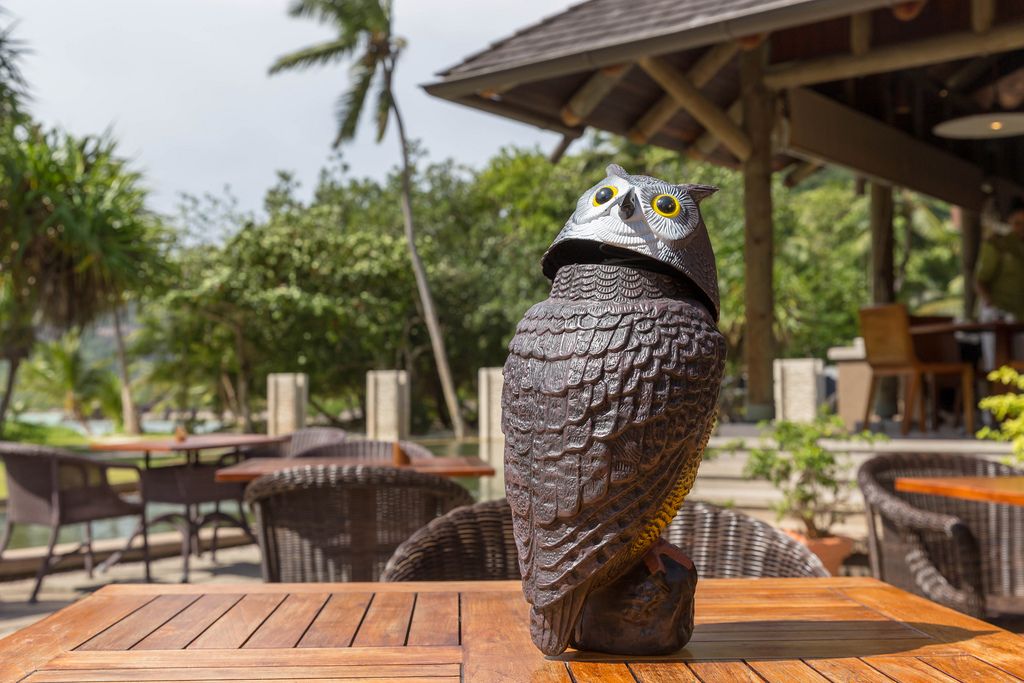 Figur einer Eule mit verdrehtem Kopf steht auf einem Holztisch einer Hotelanlage auf Mahé, Seychellen