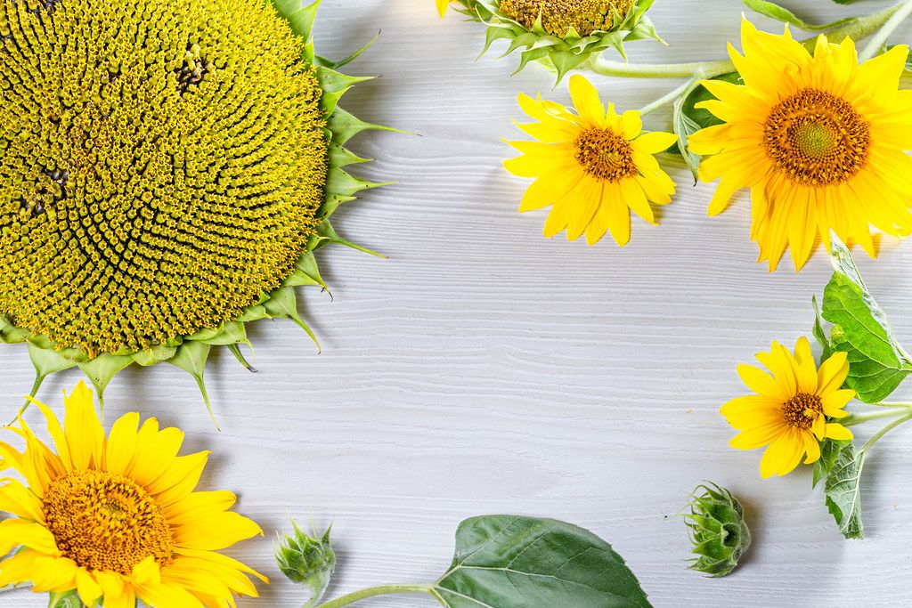 Frame with blooming young and Mature sunflowers on white wooden background (Flip 2019)