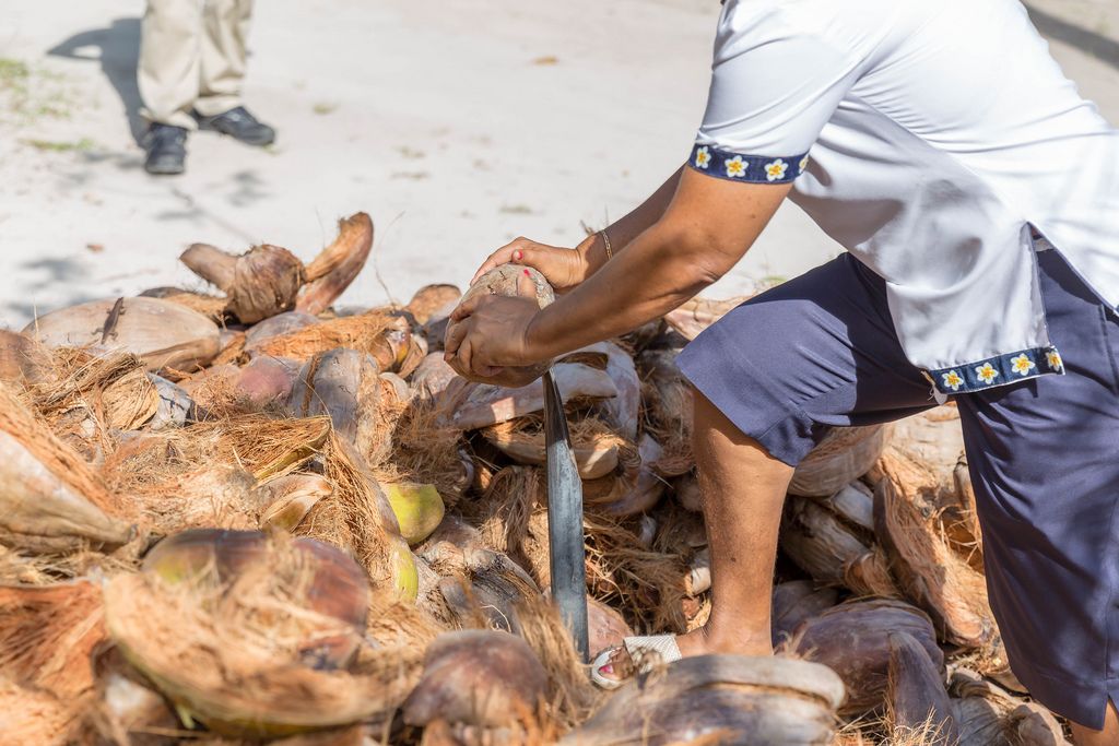 Frau erntet und knackt Kokosnüsse in Handarbeit am Strand Anse Union auf den Seychellen