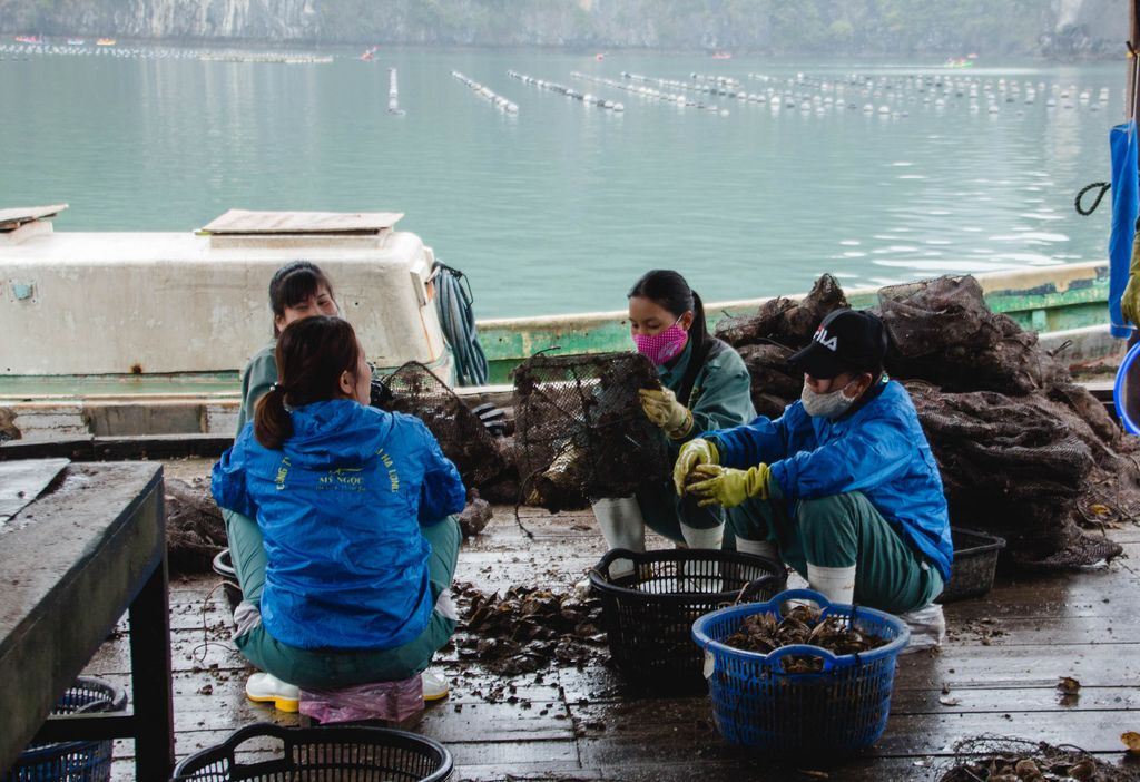 Frauen säubern die Netze der Austern-Fischerei