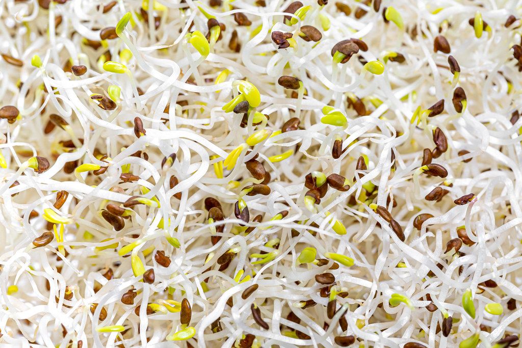 Fresh alfalfa micro-greens close up
