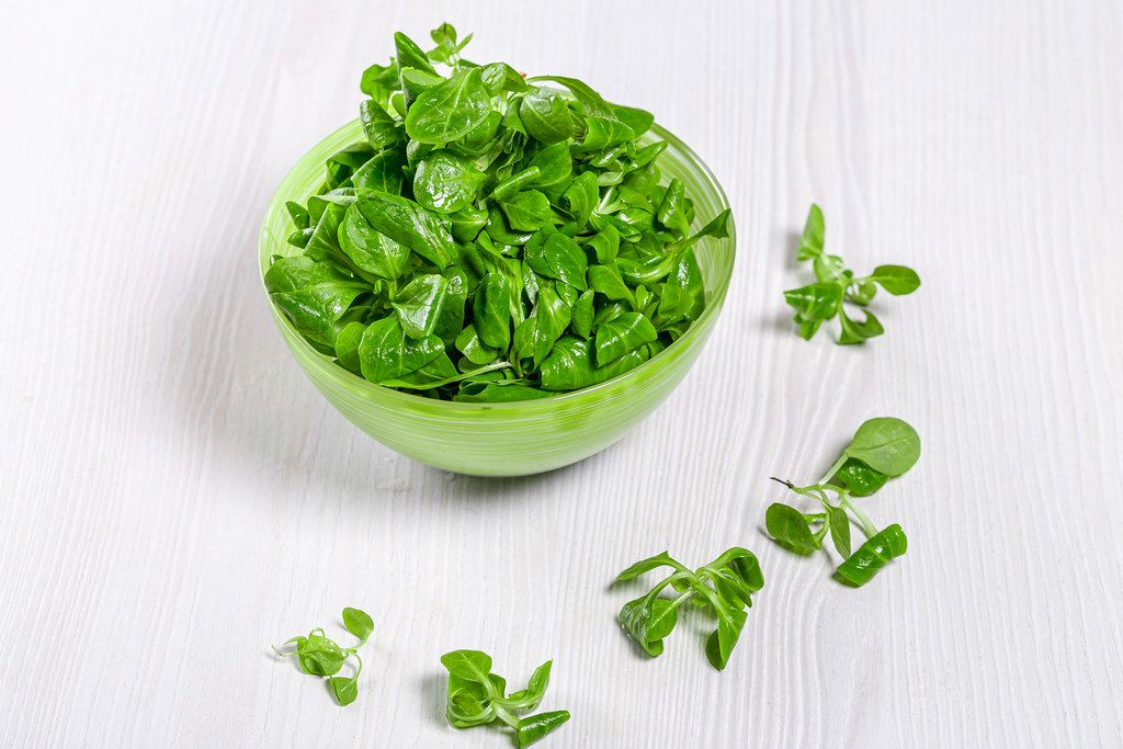Fresh green corn sprouts in green bowl on white wooden background (Flip 2019)