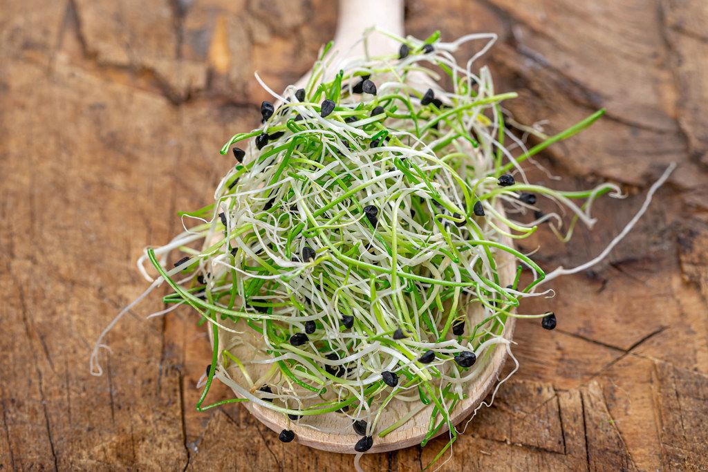 Fresh micro greens sprouts of onion in wooden spoon (Flip 2019)