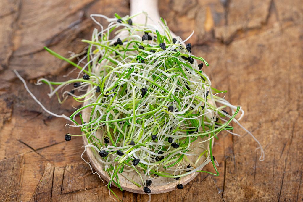 Fresh micro greens sprouts of onion in wooden spoon