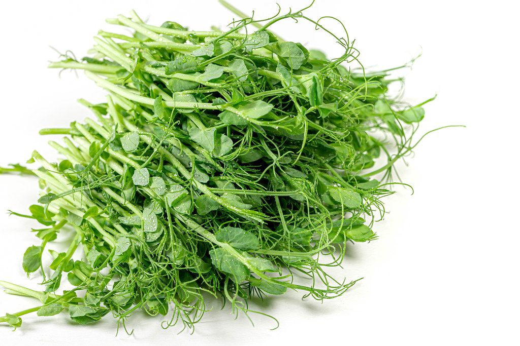 Fresh raw micro greens pea on white background (Flip 2019)