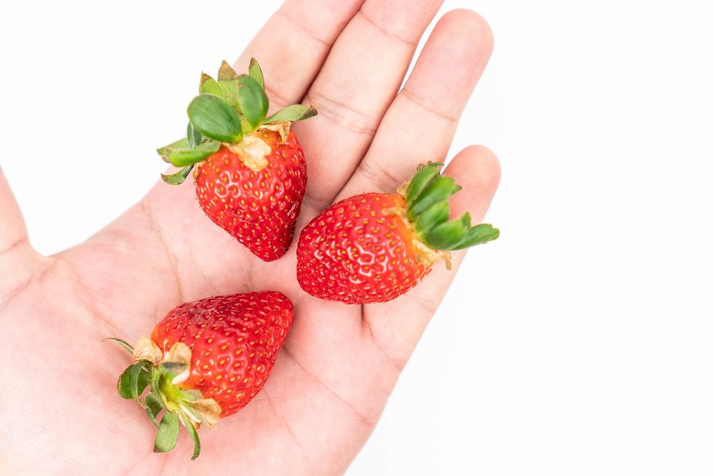 Fresh Raw Strawberries in the hand above white background