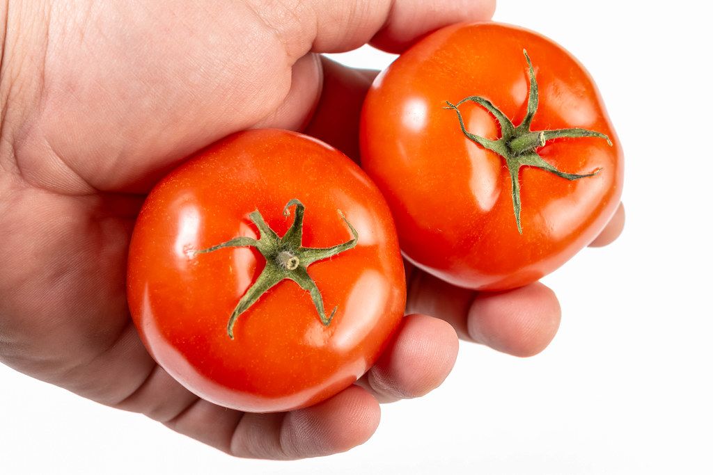 Fresh Tomatoes in the hand above white background