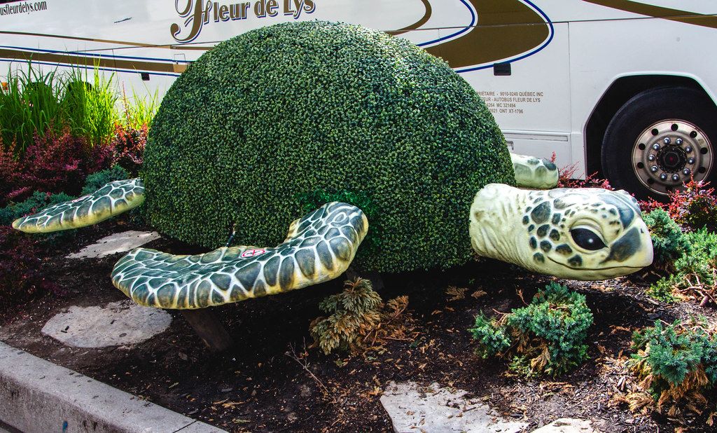 Gartenkunst einer buschigen Pflanze in Form einer Schildkröte