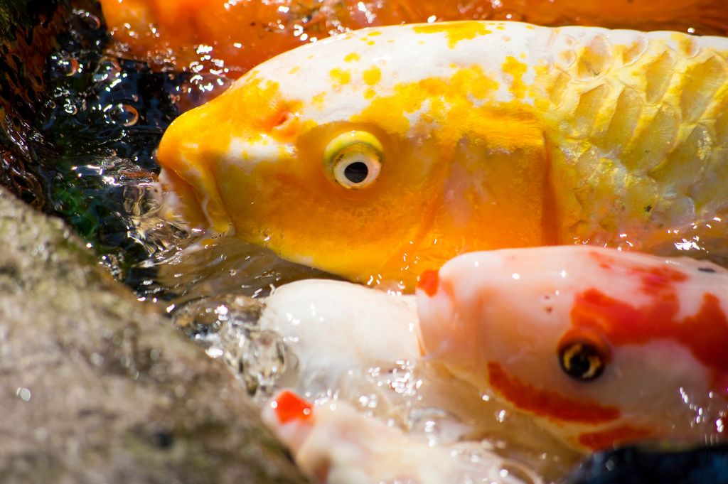 Gelbe Koi-Fische, die Kopf aus dem Wasser heraus haften