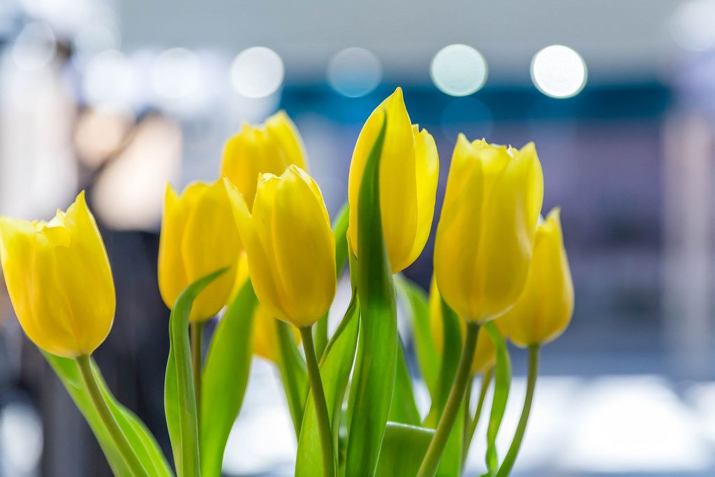 Gelbe Tulpen vor unscharfem Hintergrund