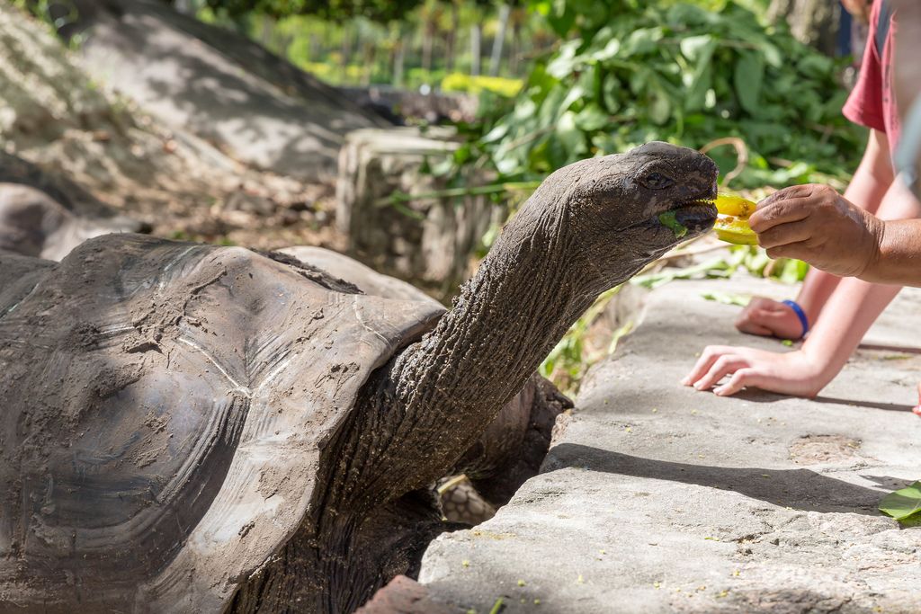 Giant tortoise eats carambola fruit from hand at Seychelles Island La Digue