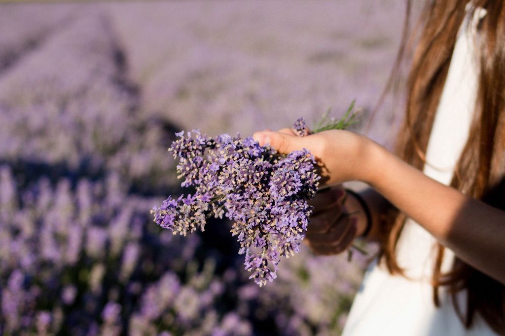 Girl hand holding a bouquet of fresh lavender in lavender field