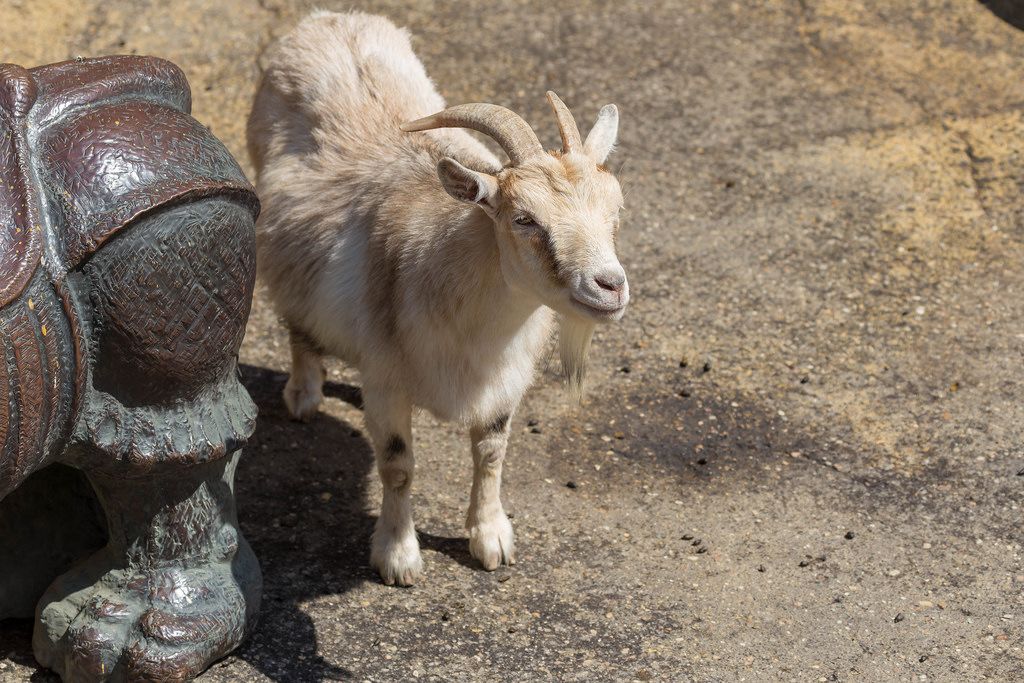Goat at Moscow zoo