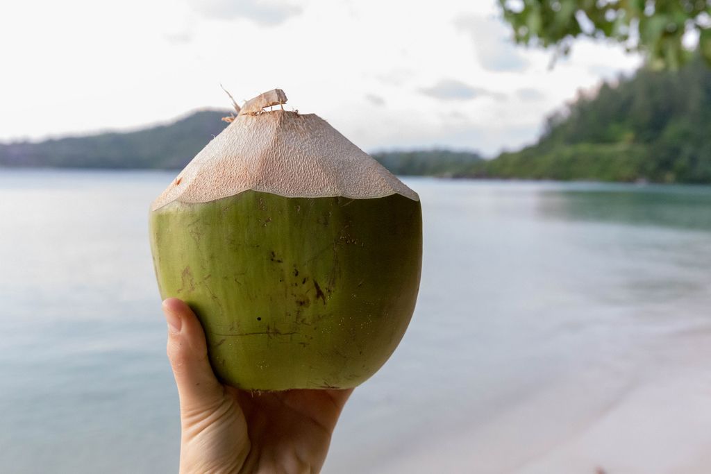 Green coconut drink on vacation at the beach in Mahé, Seychelles, viewing the Indian Ocean