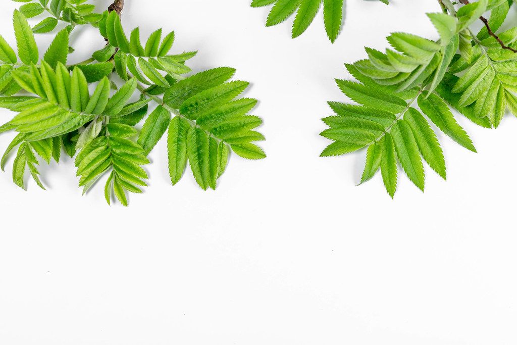 Green leaves on white. Spring background (Flip 2019)