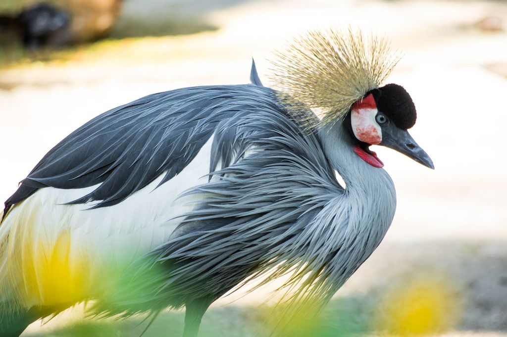 Grey crowned crane bird