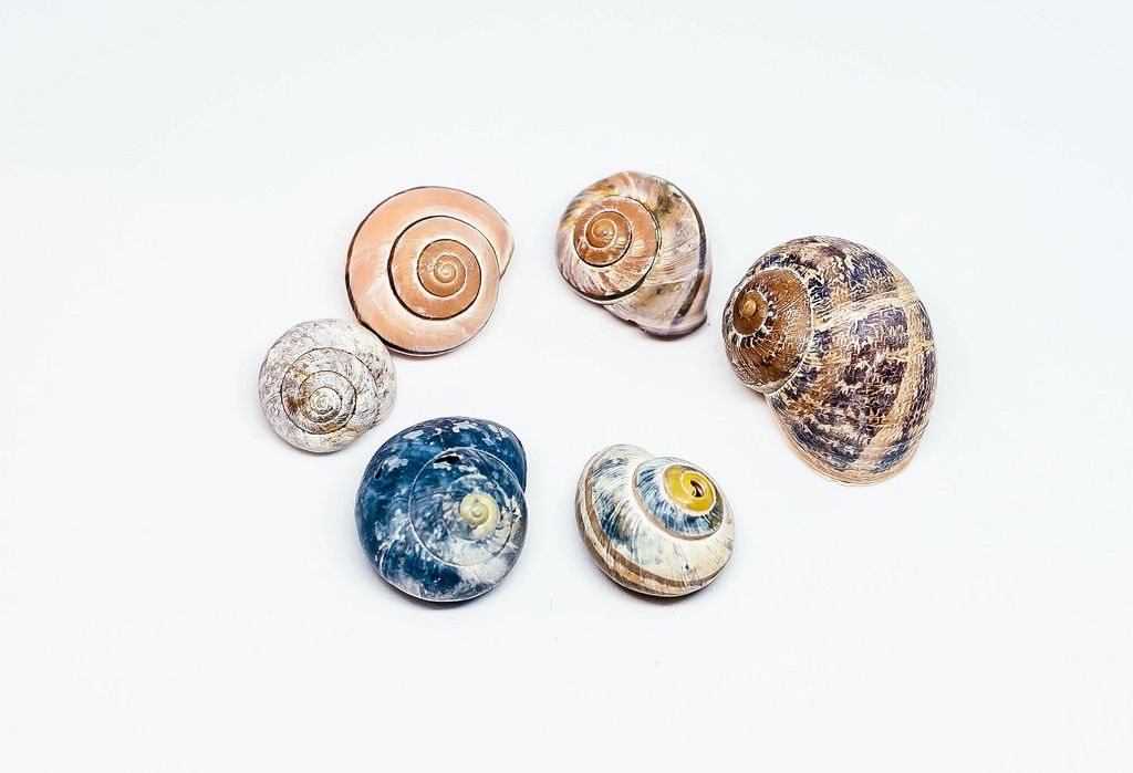 Group Of Colorful Sea Shells