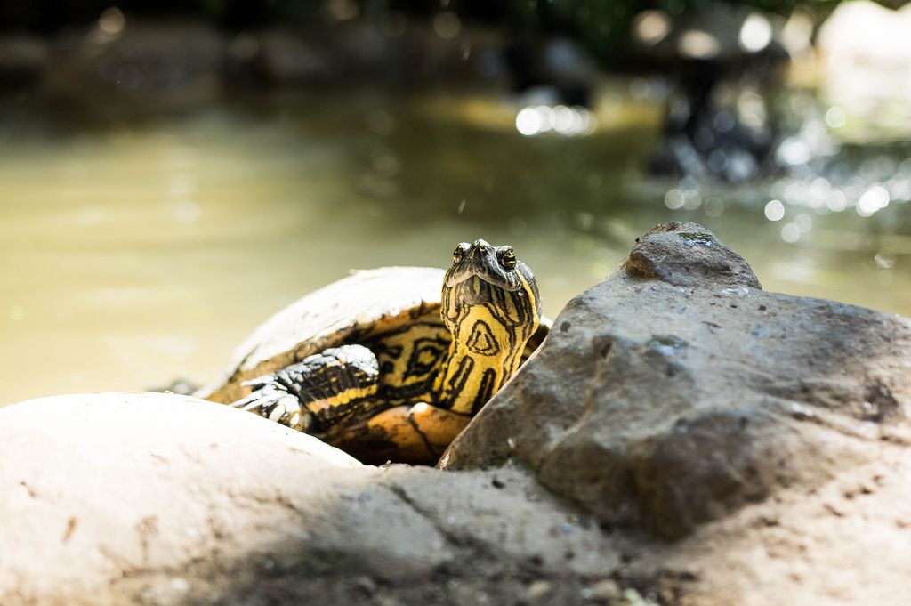 Grüne Wasserschildkröte streckt ihren gemusterten Hals und blickt neugierig über Steine am Ufer