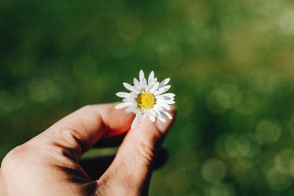 Hand holding daisy on green grass background. Spring