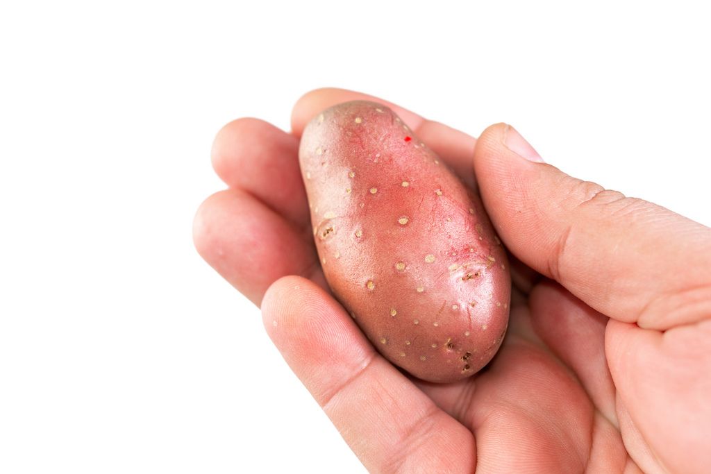 Hand holds Young Potatoe above white background (Flip 2019)