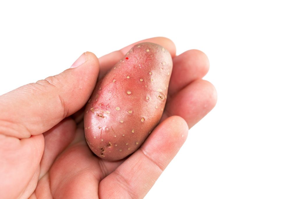 Hand holds Young Potatoe above white background