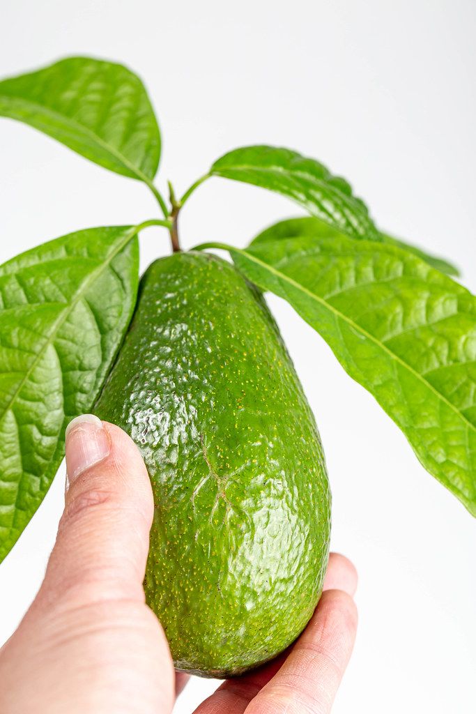 Hand rips avocado from a branch, close-up