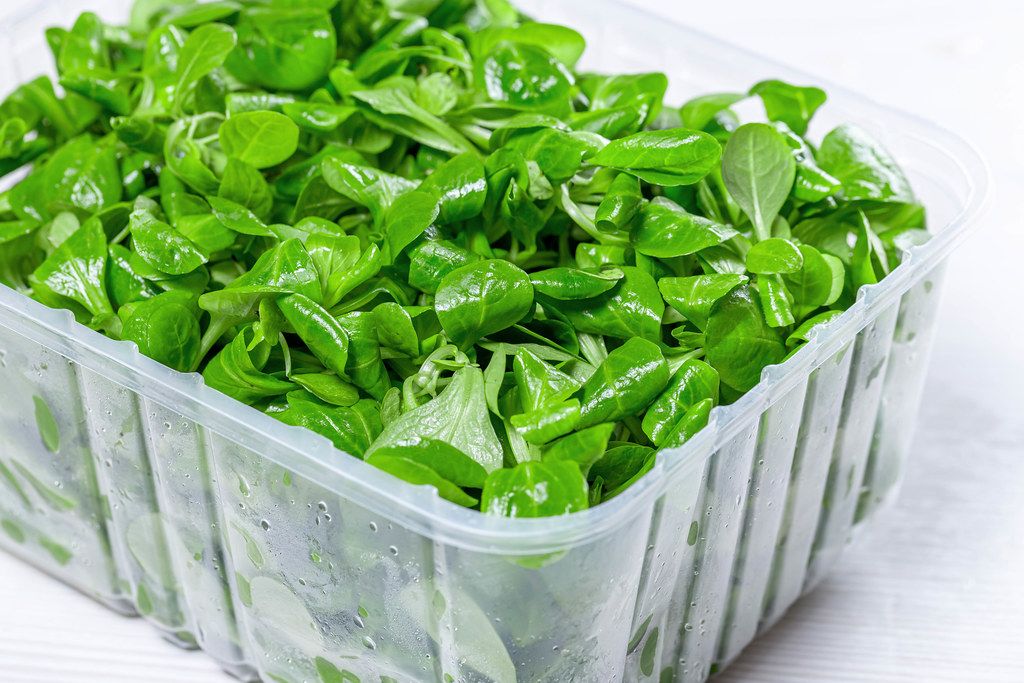 Healthy food concept. Fresh corn sprouts leaves in plastic container (Flip 2019)