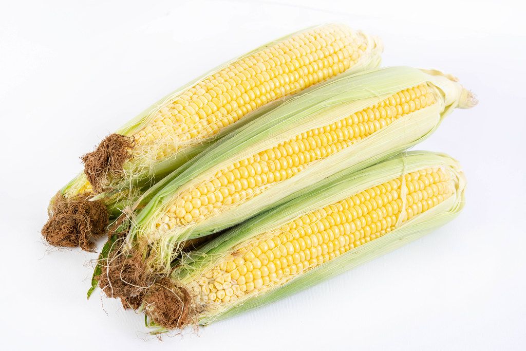 Healthy Young Corn Cobs isolated above white background