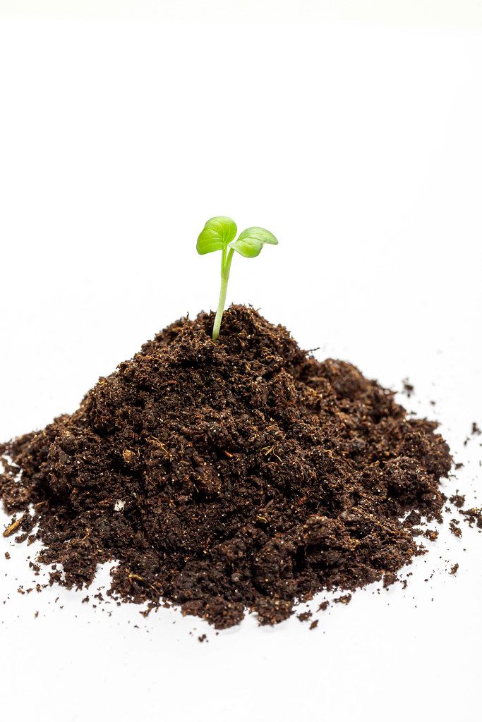 Heap soil with a green plant sprout on white background