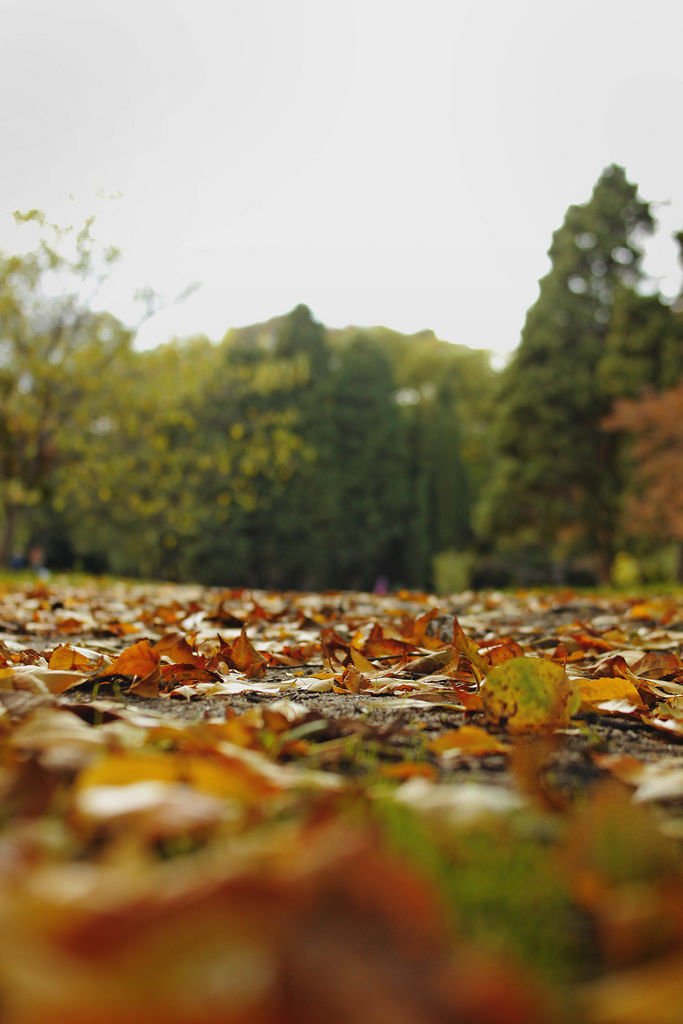 Herbst / Autumn