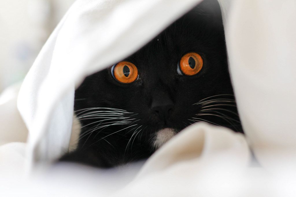 Hidden Cat in white sheet