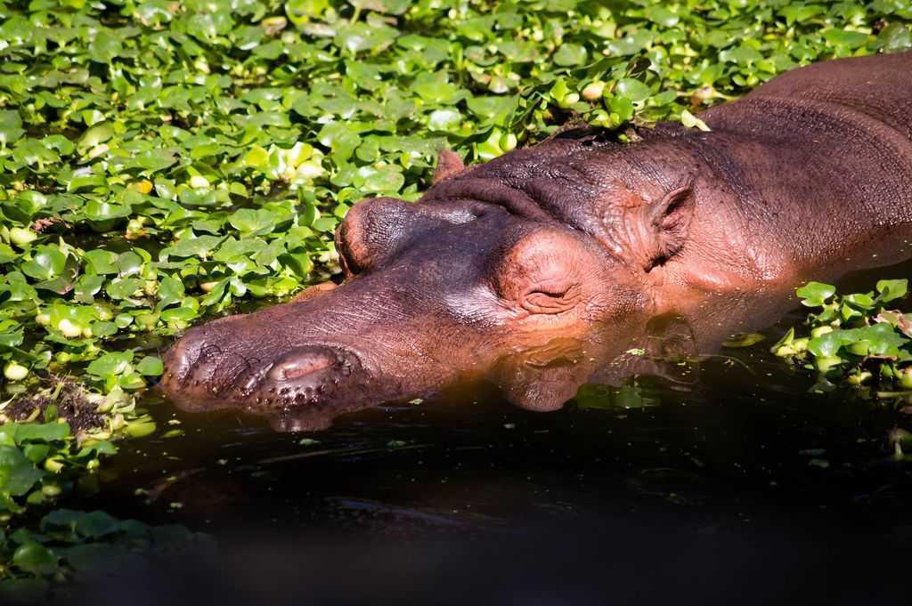 Hippopotamus sunbathing in the water