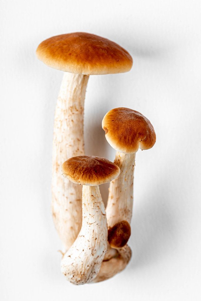 Honey mushrooms on a white background (Flip 2020)