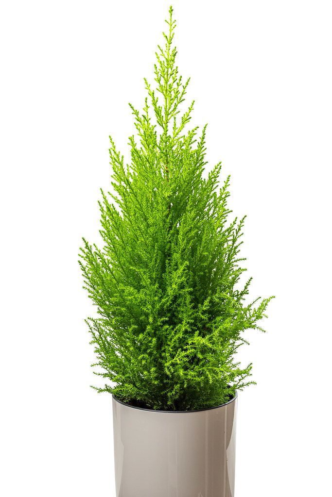 Houseplant cypress in a white pot (Flip 2019)