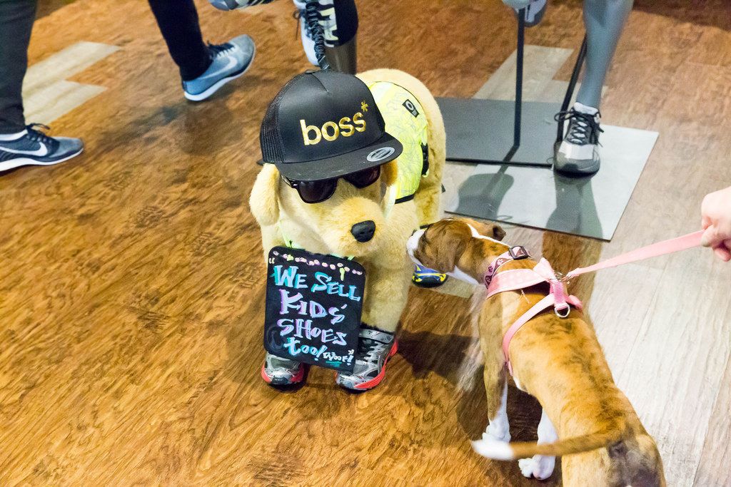 Hund beschnüffelt einen Plüsch-Hund mit einer Boss-Mütze