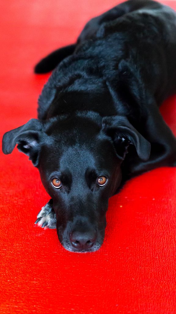 Hund liegt auf rotem Teppich und blickt in die Kamera