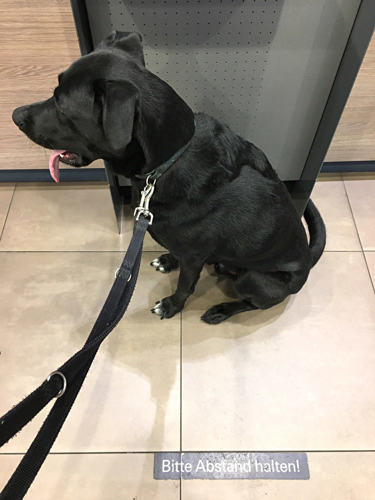 Hund vor Geldautomat / Dog on front of ATM: Bitte Abstand halten