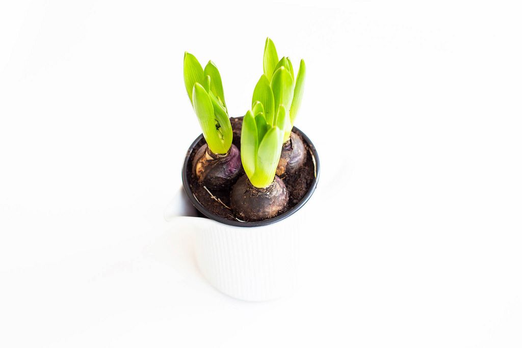 Hyacinth bulbs in white pot on white background