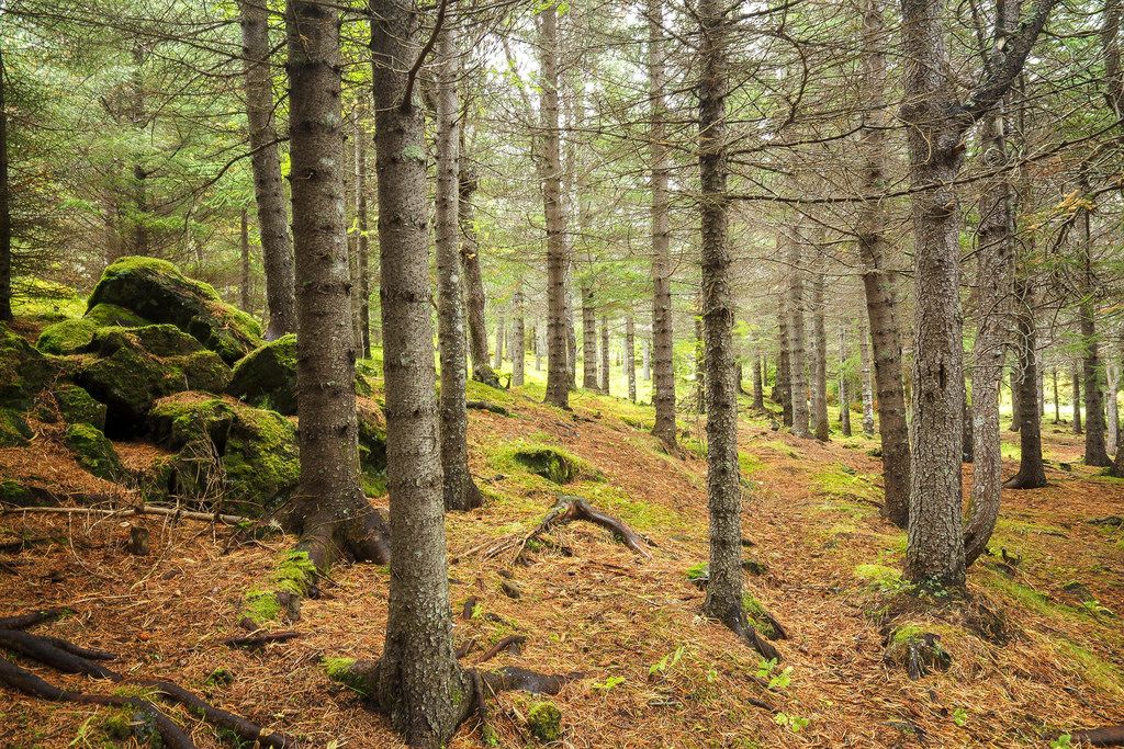 Iceland Forest Creative Commons Bilder
