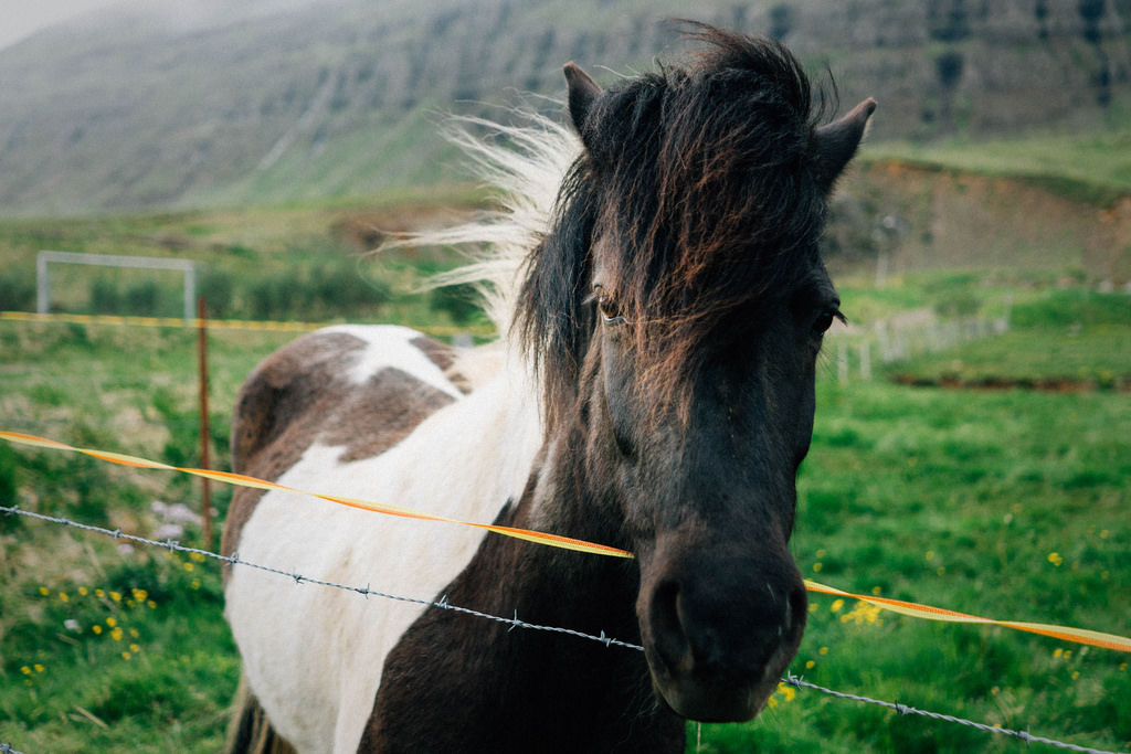 Icelandic horse by the mountain / Islandpferd durch den Berg
