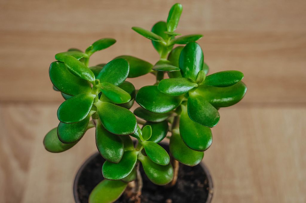 Jade Plant In A Pot