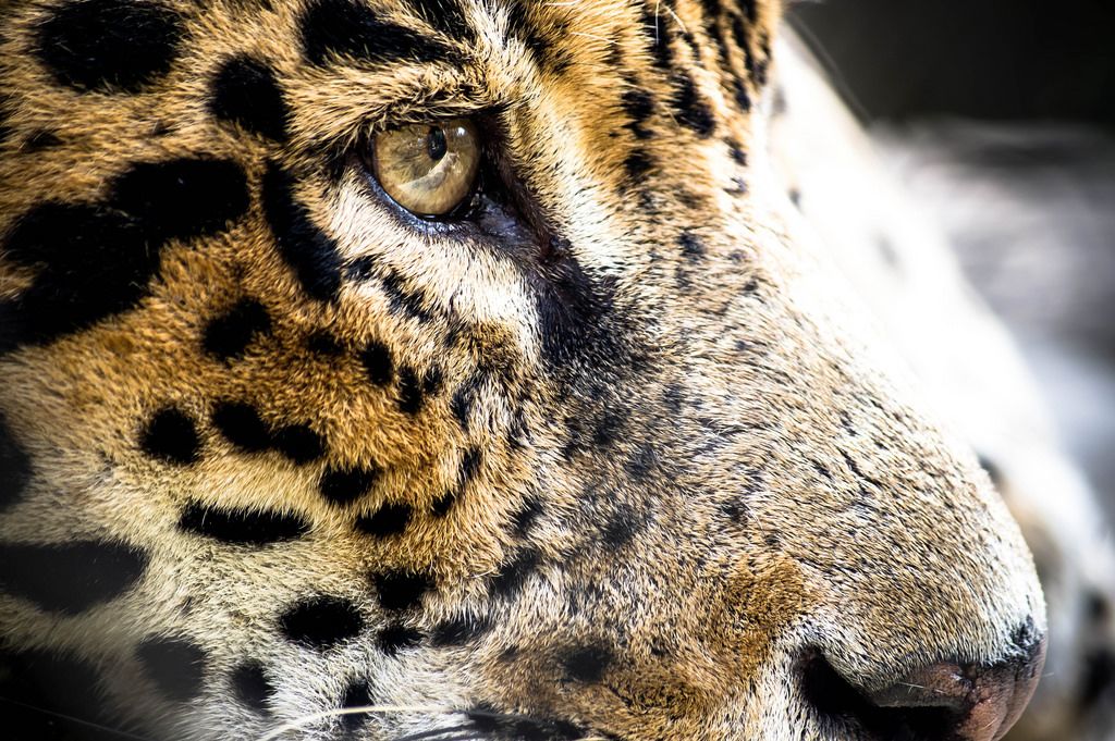 Jaguar face close-up