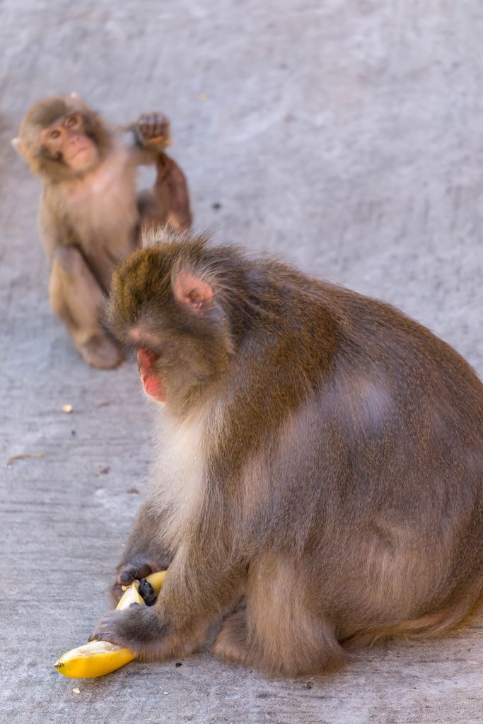 Japanese macaque eating bananas