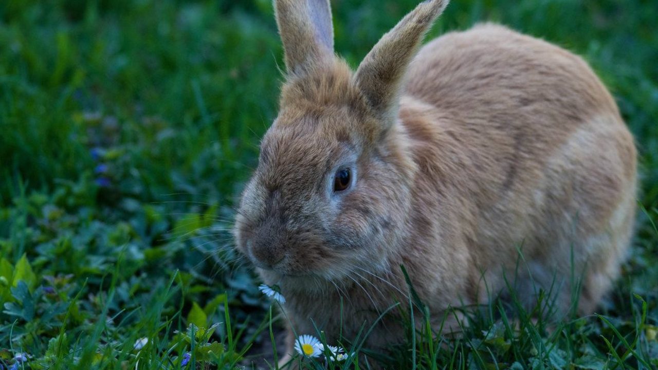 Kaninchen Im Gras Neben Einem Ganseblumchen Creative Commons Bilder