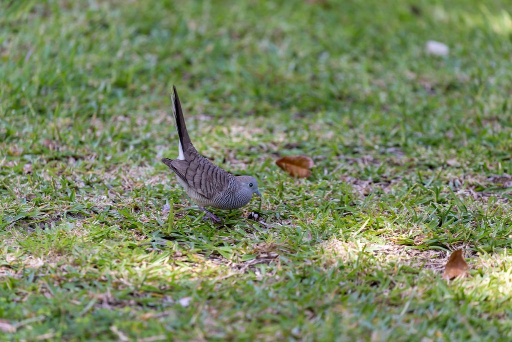 Kleiner Vogel pickt im Gras nahe des Riviera L'Isletta auf Mahé, Seychellen