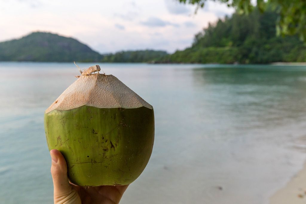 Kokosnuss-Drink  am Strand der Seychellen-Insel Mahé mit Blick auf den indischen Ozean