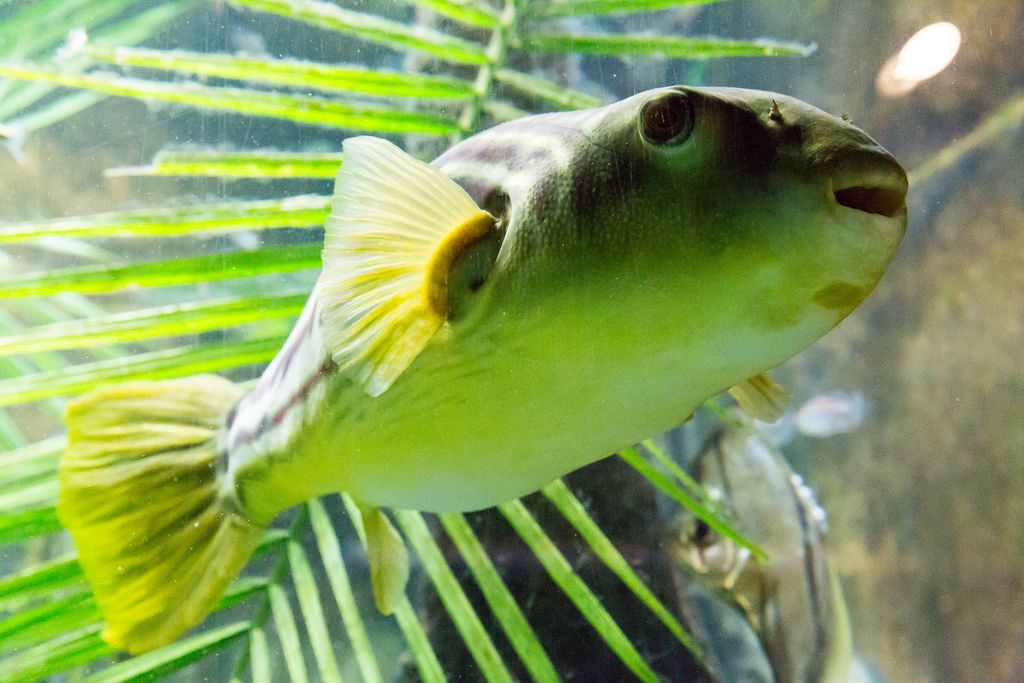 Kugelfisch (Tetraodon pustulatus) - Shedd Aquarium, Chicago
