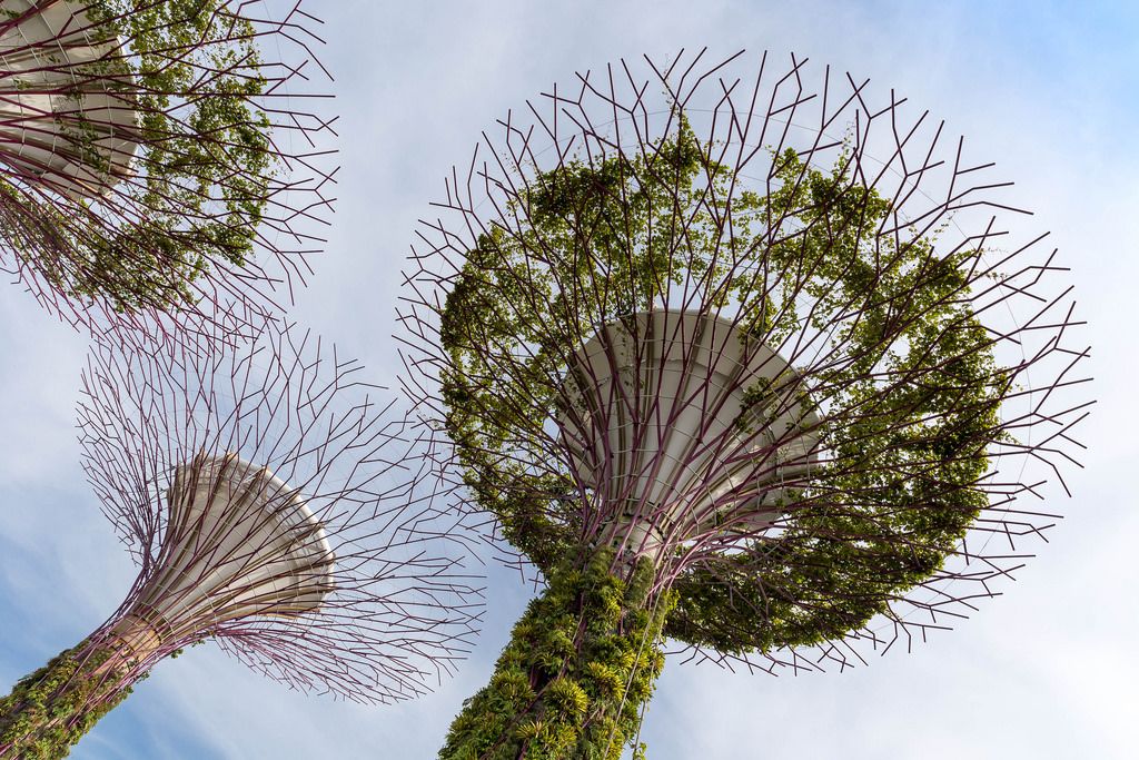 Künstliche Bäume Supertree Grove in Singapur