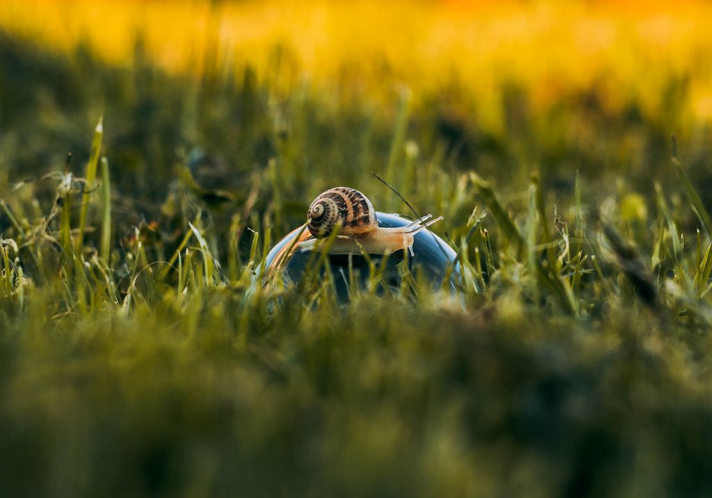Little snail in the grass