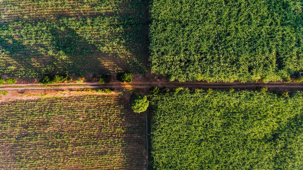 Luftaufnahme von Zuckerrohrfeldern mit Straße in Hinigaran auf der philippinischen Insel Negros